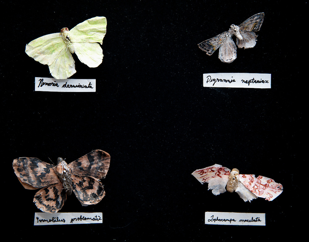 Lucy Koshan: Moths of the Foothills